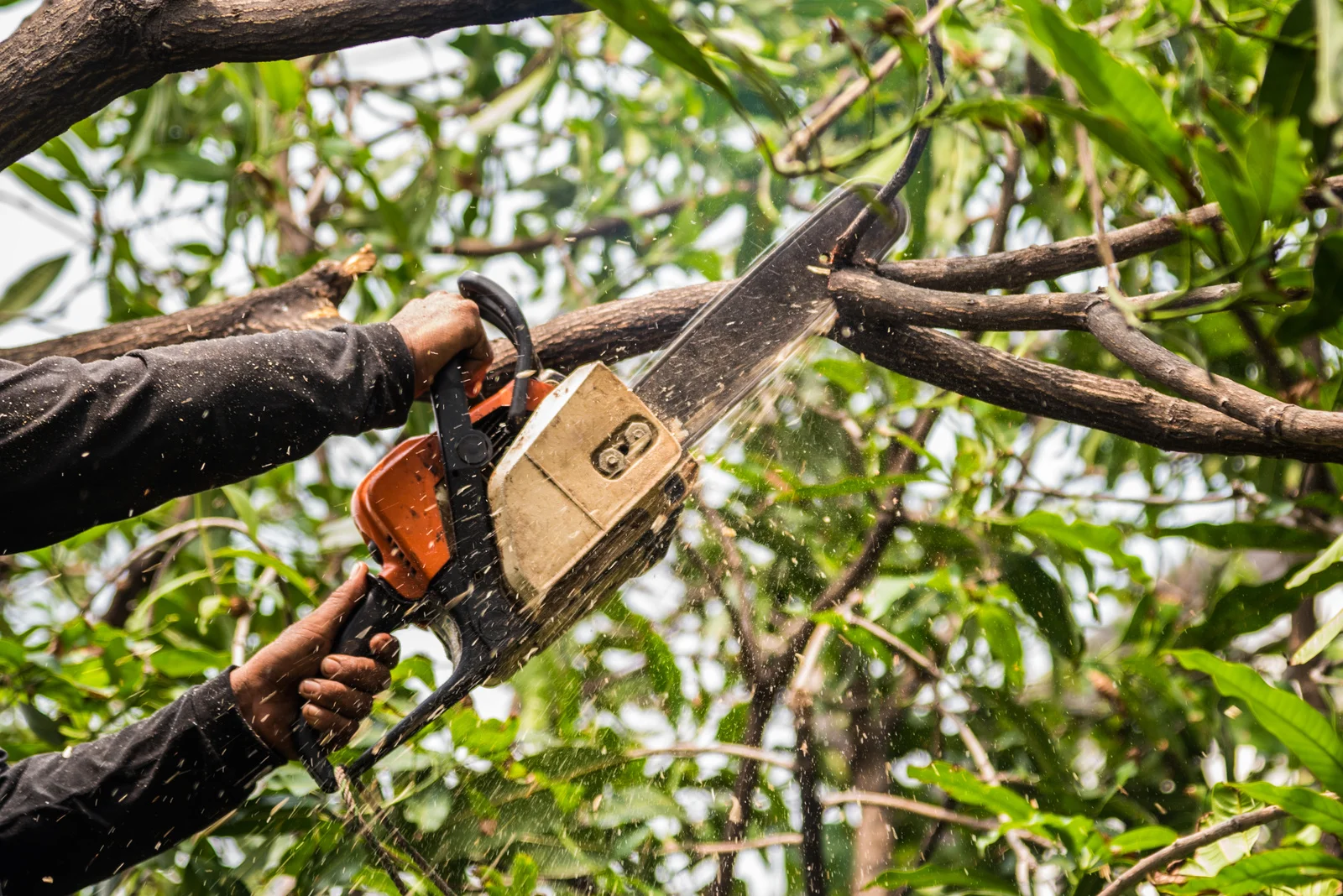 Tree Service Near Me in Crystal Lake